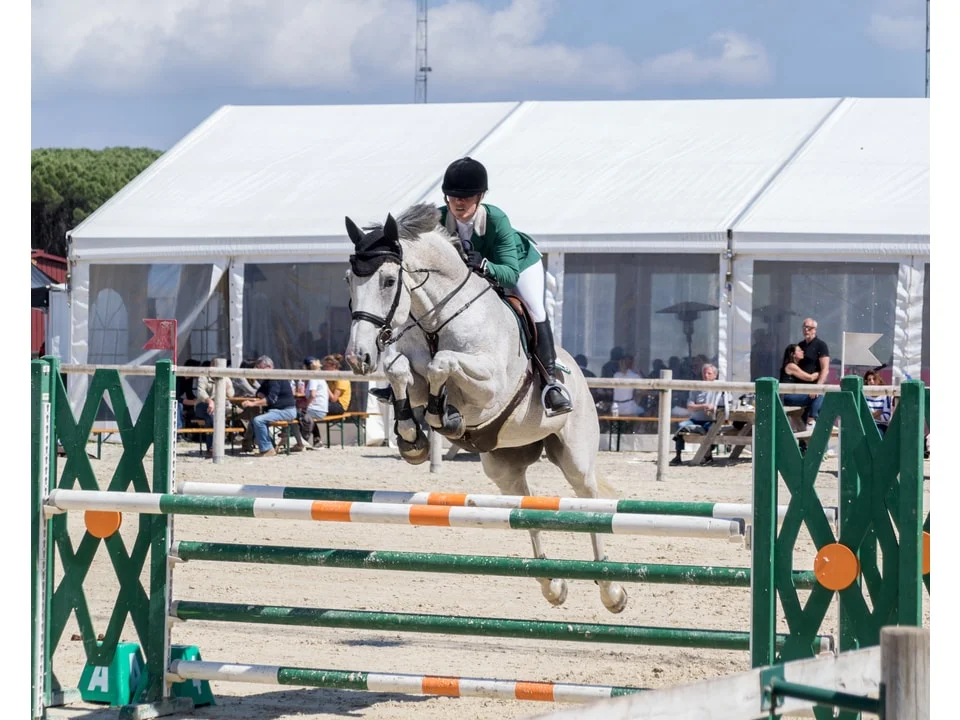 Cheval gris franchissant un obstacle en concours de saut
