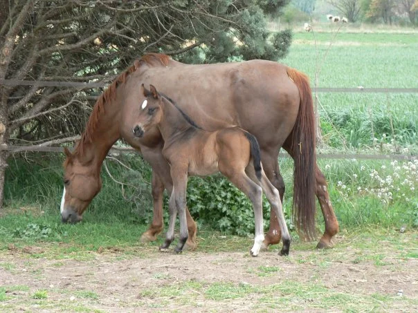 Jument et son poulain au pré