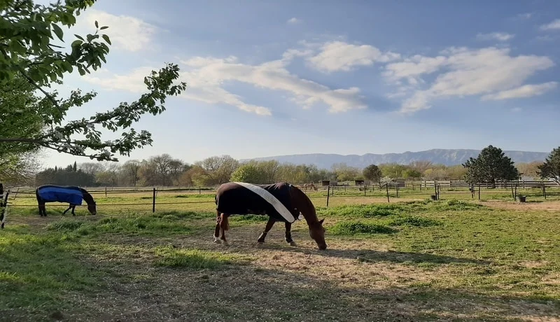 Chevaux couverts au paddock en fin de journée
