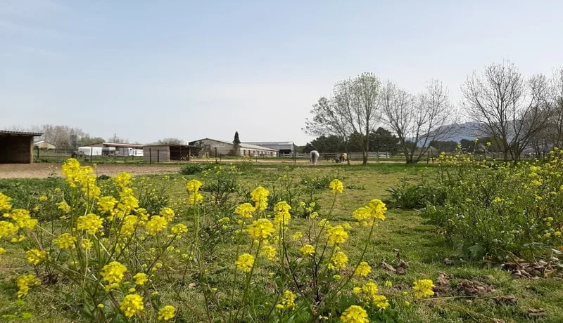 Prairie fleurie devant les bâtiments du domaine