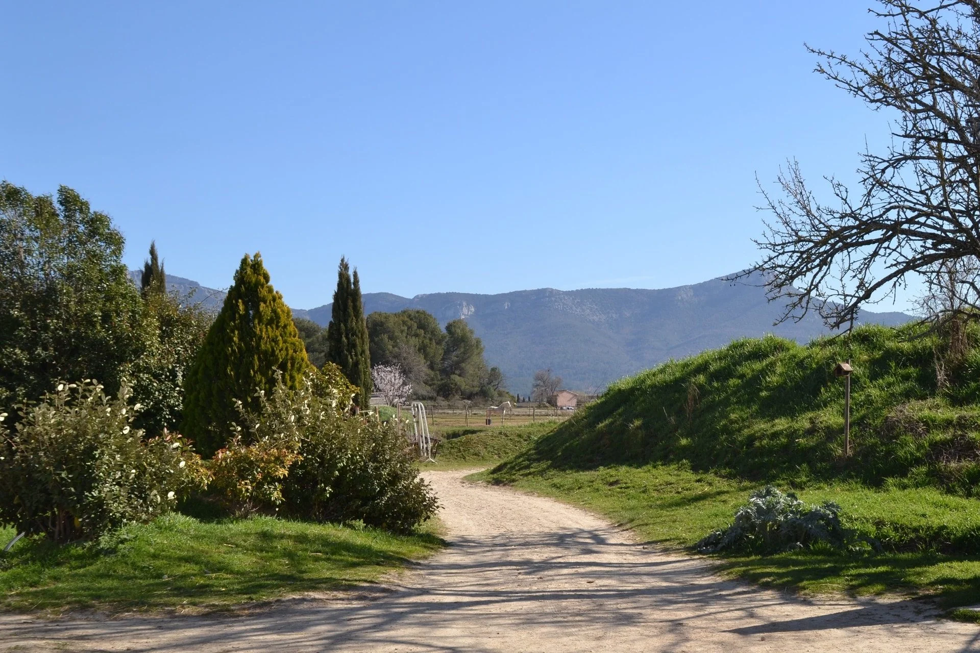 Chemin entre les pâturages du domaine, face à la Sainte-Baume