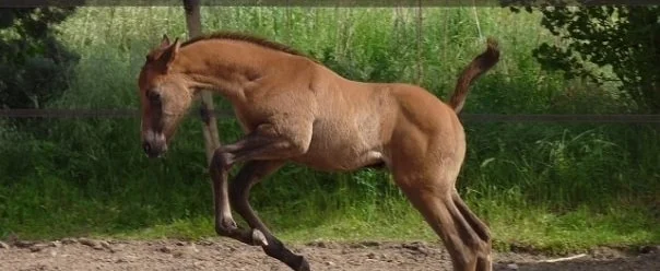Poulain qui bondit au paddock